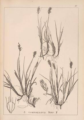 Herbier de la flore française Pl.1198