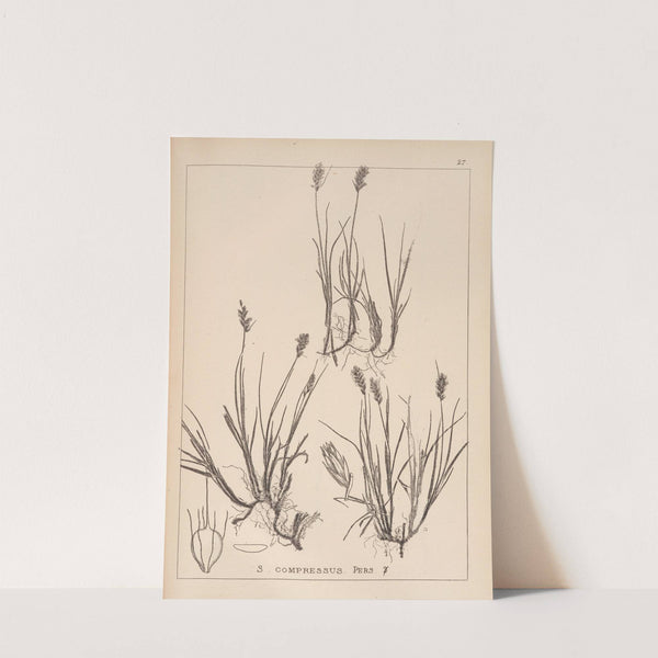 Herbier de la flore française Pl.1198 by Louis Antoine Cusin