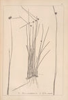 Herbier de la flore française Pl.1200