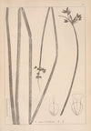 Herbier de la flore française Pl.1201
