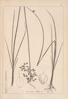 Herbier de la flore française Pl.1203