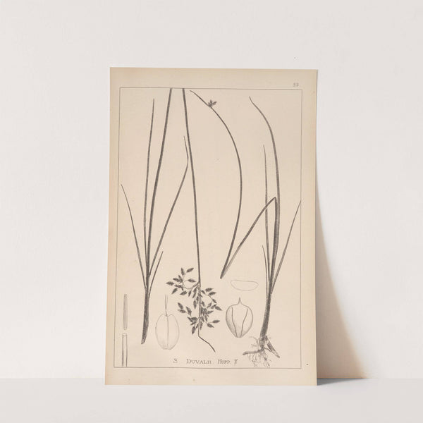 Herbier de la flore française Pl.1203 (1867-1876) by Louis Antoine Cusin