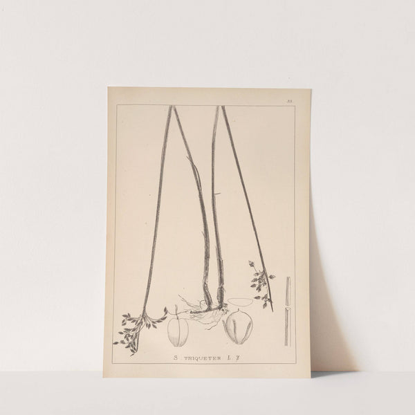 Herbier de la flore française Pl.1204 (1867-1876) by Louis Antoine Cusin