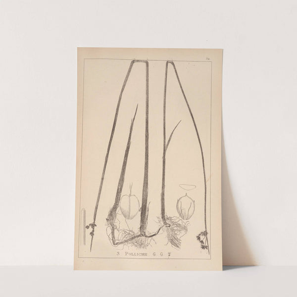 Herbier de la flore française Pl.1205 (1867-1876) by Louis Antoine Cusin