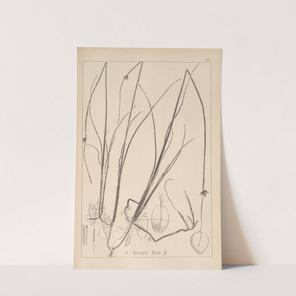 Herbier de la flore française Pl.1206 (1867-1876) by Louis Antoine Cusin