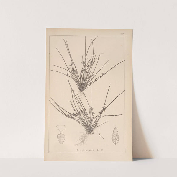 Herbier de la flore française Pl.1208 (1867-1876) by Louis Antoine Cusin
