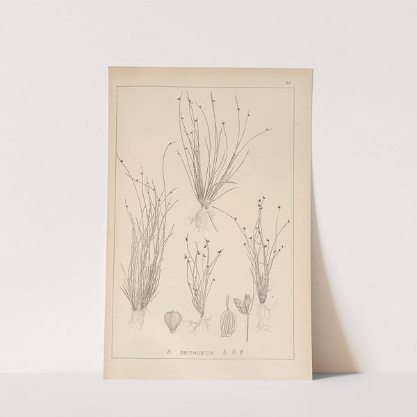 Herbier de la flore française Pl.1209 (1867-1876) by Louis Antoine Cusin