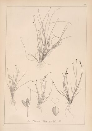 Herbier de la flore française Pl.1210