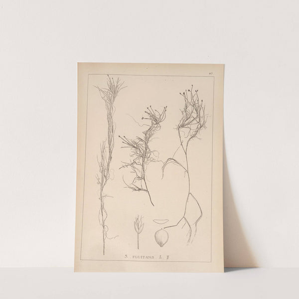 Herbier de la flore française Pl.1211 by Louis Antoine Cusin