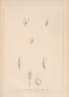 Herbier de la flore française Pl.1212