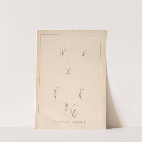 Herbier de la flore française Pl.1212 by Louis Antoine Cusin