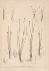 Herbier de la flore française Pl.1213