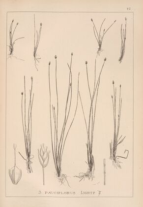 Herbier de la flore française Pl.1213