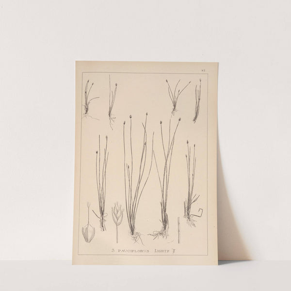 Herbier de la flore française Pl.1213 by Louis Antoine Cusin