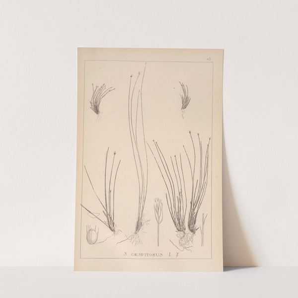 Herbier de la flore française Pl.1214 by Louis Antoine Cusin