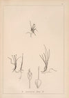 Herbier de la flore française Pl.1215