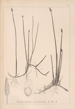 Herbier de la flore française Pl.1216
