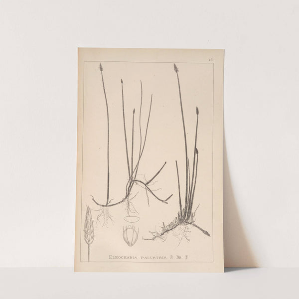 Herbier de la flore française Pl.1216 by Louis Antoine Cusin