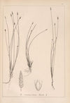 Herbier de la flore française Pl.1217