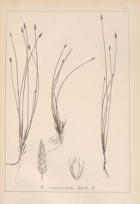Herbier de la flore française Pl.1217