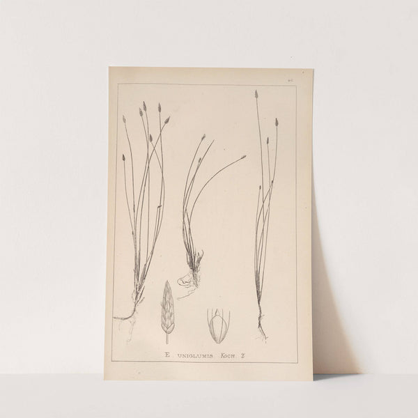 Herbier de la flore française Pl.1217 by Louis Antoine Cusin