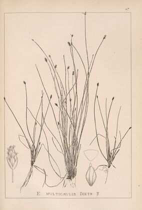 Herbier de la flore française Pl.1218