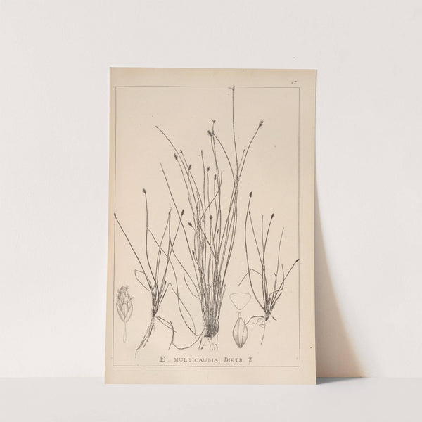 Herbier de la flore française Pl.1218 by Louis Antoine Cusin