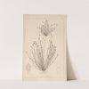 Herbier de la flore française Pl.1219 by Louis Antoine Cusin