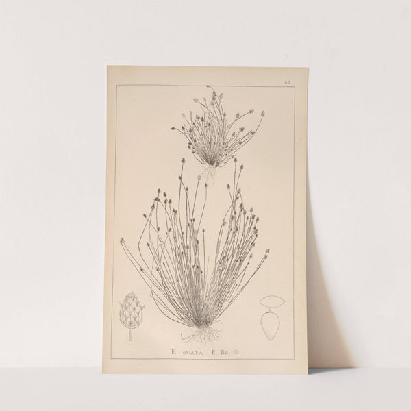 Herbier de la flore française Pl.1219 by Louis Antoine Cusin