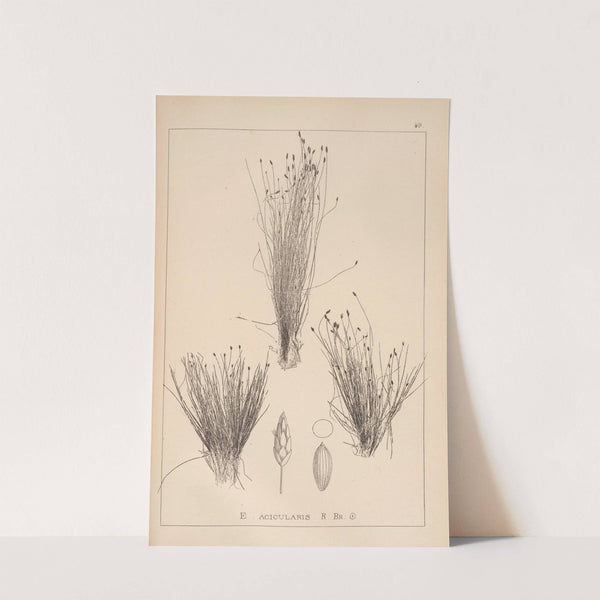 Herbier de la flore française Pl.1220 by Louis Antoine Cusin