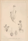 Herbier de la flore française Pl.1221
