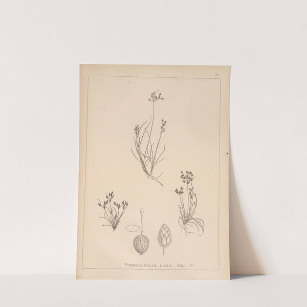 Herbier de la flore française Pl.1221 by Louis Antoine Cusin