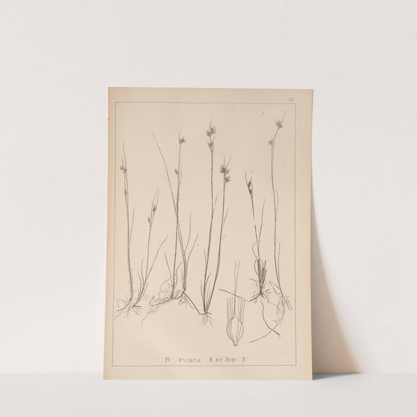 Herbier de la flore française Pl.1224 by Louis Antoine Cusin