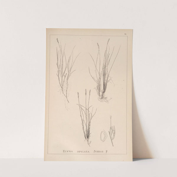 Herbier de la flore française Pl.1225 by Louis Antoine Cusin