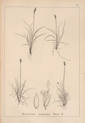 Herbier de la flore française Pl.1226