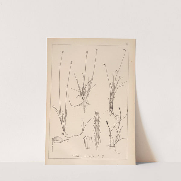 Herbier de la flore française Pl.1227 by Louis Antoine Cusin