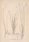 Herbier de la flore française Pl.1228