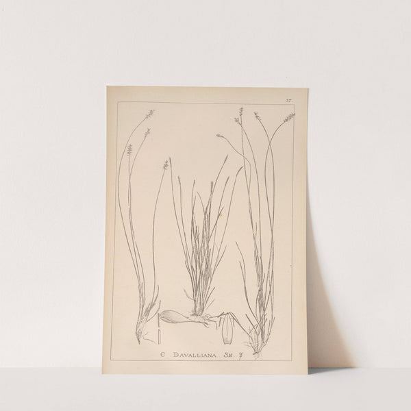 Herbier de la flore française Pl.1228 by Louis Antoine Cusin