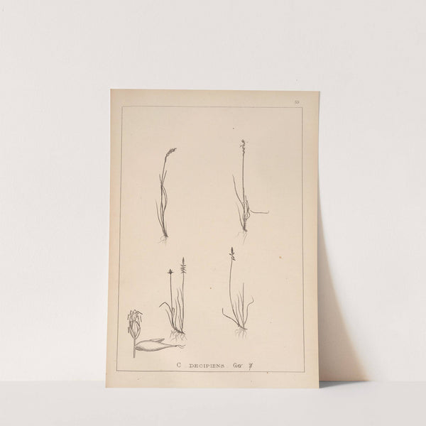 Herbier de la flore française Pl.1230 by Louis Antoine Cusin