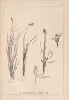 Herbier de la flore française Pl.1231