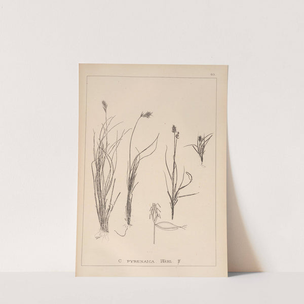 Herbier de la flore française Pl.1231 by Louis Antoine Cusin