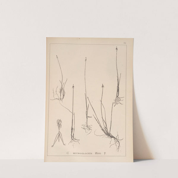 Herbier de la flore française Pl.1233 by Louis Antoine Cusin