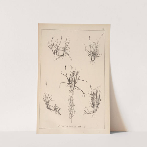 Herbier de la flore française Pl.1234 by Louis Antoine Cusin