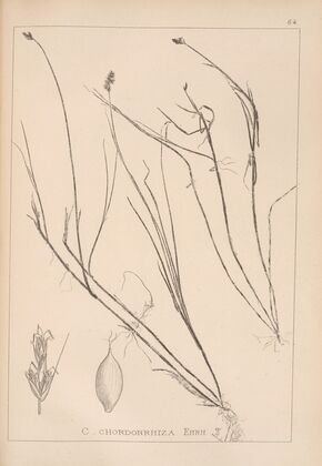 Herbier de la flore française Pl.1235