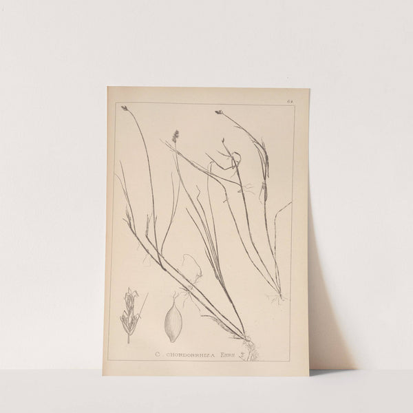 Herbier de la flore française Pl.1235 by Louis Antoine Cusin