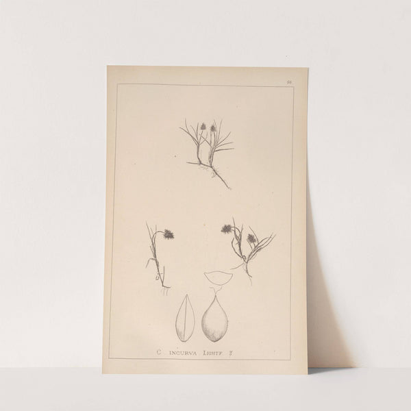 Herbier de la flore française Pl.1237 by Louis Antoine Cusin