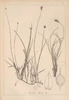 Herbier de la flore française Pl.1238