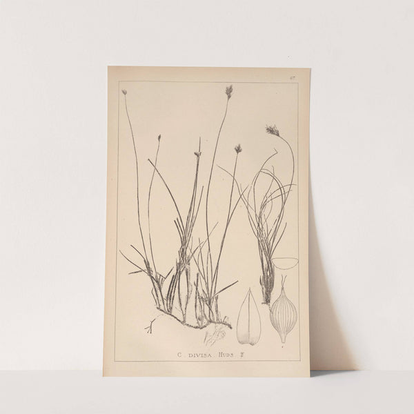 Herbier de la flore française Pl.1238 by Louis Antoine Cusin