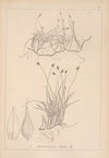 Herbier de la flore française Pl.1239