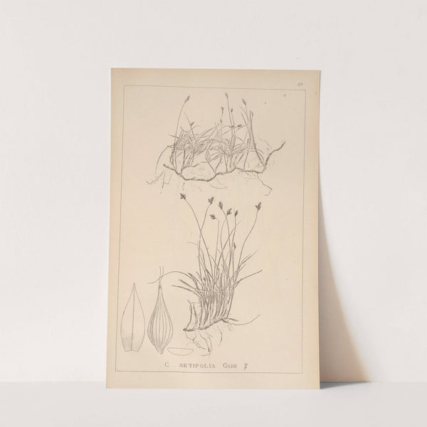 Herbier de la flore française Pl.1239 by Louis Antoine Cusin